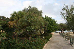 autumn, day, eye level view, Malta, Malta, natural light, park, path, tree