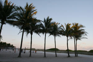 beach, dusk, eye level view, Florida, Miami, palm, The United States, vegetation, winter