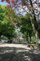 alley, broad-leaf tree, broad-leaved tree, day, eye level view, park, Porto, Porto, Portugal, shady, spring, sunny