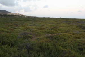 afternoon, Canarias, day, diffuse, diffused light, eye level view, heath, Las Palmas, natural light, Spain, spring