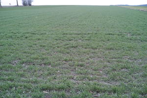 day, eye level view, field, grass, natural light, Poland, spring