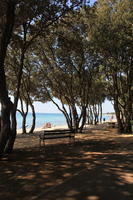 beach, bench, Croatia, day, eye level view, seascape, summer, sunlight, sunny, sunshine, tree, vegetation, Zadarska