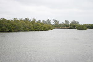 ambient light, day, diffuse, diffused light, eye level view, Florida, mangrove, overcast, river, The United States, winter