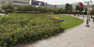 Canada, day, diffuse, diffused light, eye level view, flowered bush, flowering, lamppost, Ontario, Ottawa, park, summer