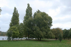 autumn, broad-leaf tree, broad-leaved tree, day, deciduous, England, eye level view, grass, leaves, London, natural light, park, The United Kingdom, tree