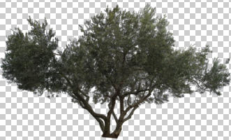 afternoon, ambient light, broad-leaf tree, broad-leaved tree, cutout, cutout plants, cutout trees, day, diffuse, diffused light, evergreen, eye level view, natural light, Olea europaea, olive, overcast, tree, winter