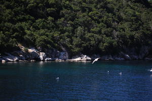 animal, bird, coastline, Croatia, day, eye level view, seascape, summer, tree, vegetation