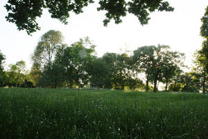 afternoon, broad-leaf tree, broad-leaved tree, day, England, eye level view, grass, London, lowered, park, spring, sunny, The United Kingdom, treeline