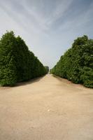 bush, day, eye level view, France, hedge, Ile-De-France, landmarks, Palace of Versailles, Paris, park, path, spring, summer, sunny, vegetation