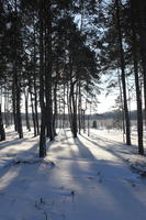 afternoon, backlight, bright, coniferous, day, eye level view, Poland, shady, snow, sunny, tree, Wielkopolskie, winter, woodland