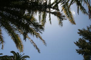 backlight, below, Canarias, day, evergreen, Las Palmas, palm, Phoenix canariensis, Spain, spring, sunny