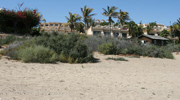 Canarias, day, direct sunlight, dunes, eye level view, Las Palmas, shrub, Spain, spring, sunny