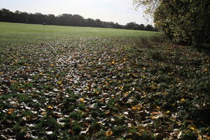 day, England, eye level view, grass, leaf, London, natural light, park, sunny, The United Kingdom, tree