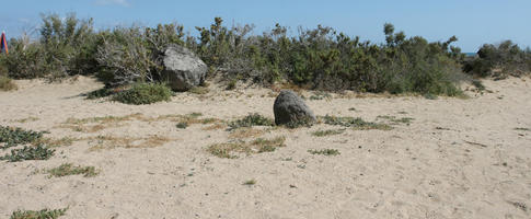 Canarias, day, direct sunlight, dunes, eye level view, Las Palmas, shrub, Spain, spring, sunny