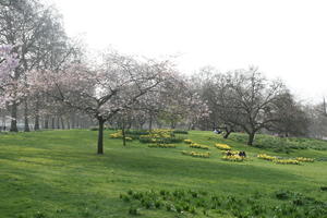 blossom, day, deciduous, diffuse, diffused light, England, eye level view, flower field, grass, London, natural light, park, spring, sunny, The United Kingdom, tree