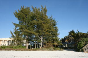 beach, day, eye level view, Florida, palm, Sarasota, sunny, sunshine, The United States, tree, winter