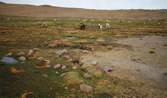 Arequipa, Arequipa, autumn, day, eye level view, grassland, lama, moorland, overcast, Peru, Valley of Volcanoes