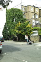 day, England, eye level view, ivy, London, overcast, plant, spring, street, The United Kingdom, urban, vegetation, walkway