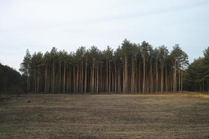 coniferous, day, eye level view, field, Kopanica, natural light, Poland, tree, treeline, Wielkopolskie, winter, woodland