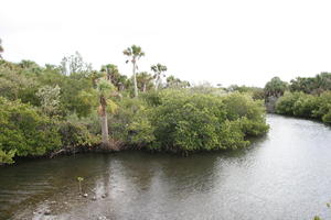 day, elevated, Florida, mangrove, palm, river, The United States, winter