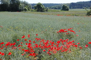 Poland