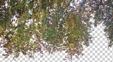 autumn, below, broad-leaf tree, broad-leaved tree, cutout, cutout trees, day, diffuse, diffused light, twig