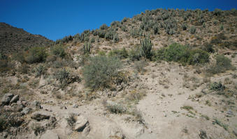 Arequipa, Arequipa, autumn, below, cactus, day, mountain, natural light, Peru, sunny, Valley of Volcanoes, vegetation