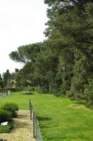 day, England, eye level view, garden, grass, natural light, park, The United Kingdom, tree, Woking