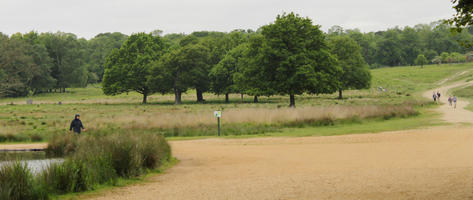 day, diffuse, diffused light, England, eye level view, grass, London, natural light, oak, park, spring, The United Kingdom, treeline