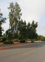 broad-leaf tree, broad-leaved tree, day, eye level view, Marrakech, Morocco, street, summer, sunny