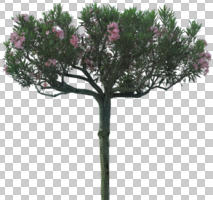 cutout, cutout trees, day, eye level view, natural light, Nerium oleander, summer, tree, young