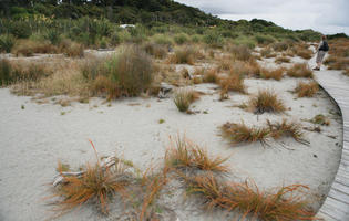 day, diffuse, diffused light, eye level view, grass, natural light, New Zealand, overcast, plant, sand dune, summer, West Coast