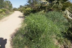 bright, bush, day, Denia, eye level view, shrub, Spain, spring, sunny, Valenciana