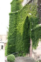 archway, Bourgogne, building, day, Dijon, eye level view, France, ivy, natural light, steps, wall