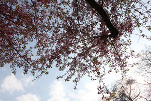 below, blooming, blossom, branch, day, deciduous, England, London, spring, sunny, The United Kingdom, tree