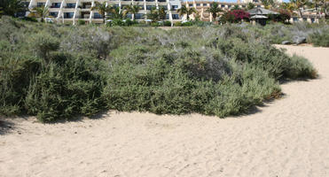 Canarias, day, direct sunlight, dunes, eye level view, Las Palmas, shrub, Spain, spring, sunny