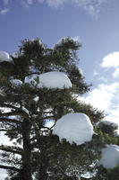 below, coniferous, day, evergreen, France, Greolieres, Provence Alpes Cote D