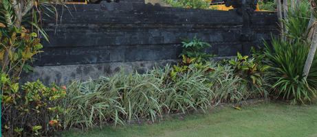 Bali, day, eye level view, garden, grass, Indonesia, plant, shrub, summer, sunny, tropical