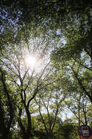 below, day, Manhattan, New York, sunny, The United States, tree, vegetation