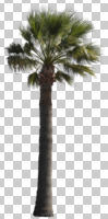 cutout, cutout plants, cutout trees, day, desert fan palm, evergreen, eye level view, natural light, palm, summer, sunny, tree, Washingtonia filifera