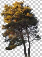 Aleppo pine, autumn, coniferous, cutout, cutout plants, cutout trees, day, direct sunlight, evergreen, eye level view, natural light, Pinus halepensis, plant, sunny, sunset, tree, vegetation