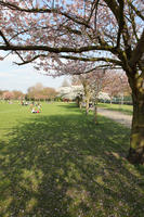 blooming, blossom, day, deciduous, England, eye level view, grass, London, park, spring, sunny, The United Kingdom, tree