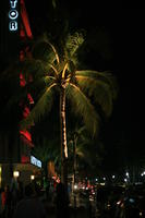 artificial lighting, eye level view, Florida, Miami, night, palm, street, The United States, tropical, vegetation, winter