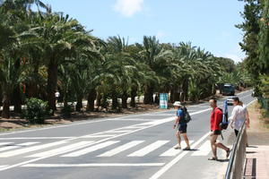 Canarias, crossing, day, direct sunlight, evergreen, eye level view, group, Las Palmas, palm, people, Phoenix canariensis, Spain, spring, street, summer, sunny, walking