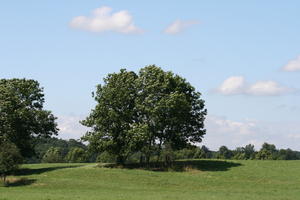 Bourgogne, day, eye level view, France, grass, Macon, natural light, tree, vegetation