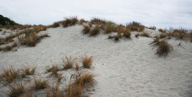 beach, day, diffuse, diffused light, eye level view, grass, natural light, New Zealand, overcast, plant, sand dune, summer, West Coast