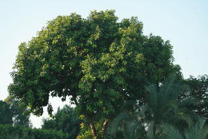 dusk, East Timor, Egypt, Egypt, eye level view, street, tree, vegetation