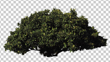 bush, cutout, cutout plants, day, eye level view, shrub, summer, sunny