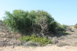 autumn, bush, day, desert, direct sunlight, Essaouira, eye level view, Morocco, natural light, sunlight, sunny, sunshine, vegetation