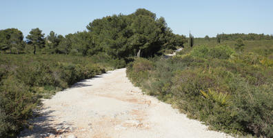 bright, bush, coniferous, day, Denia, eye level view, path, shrub, shrubland, Spain, spring, sunny, Valenciana